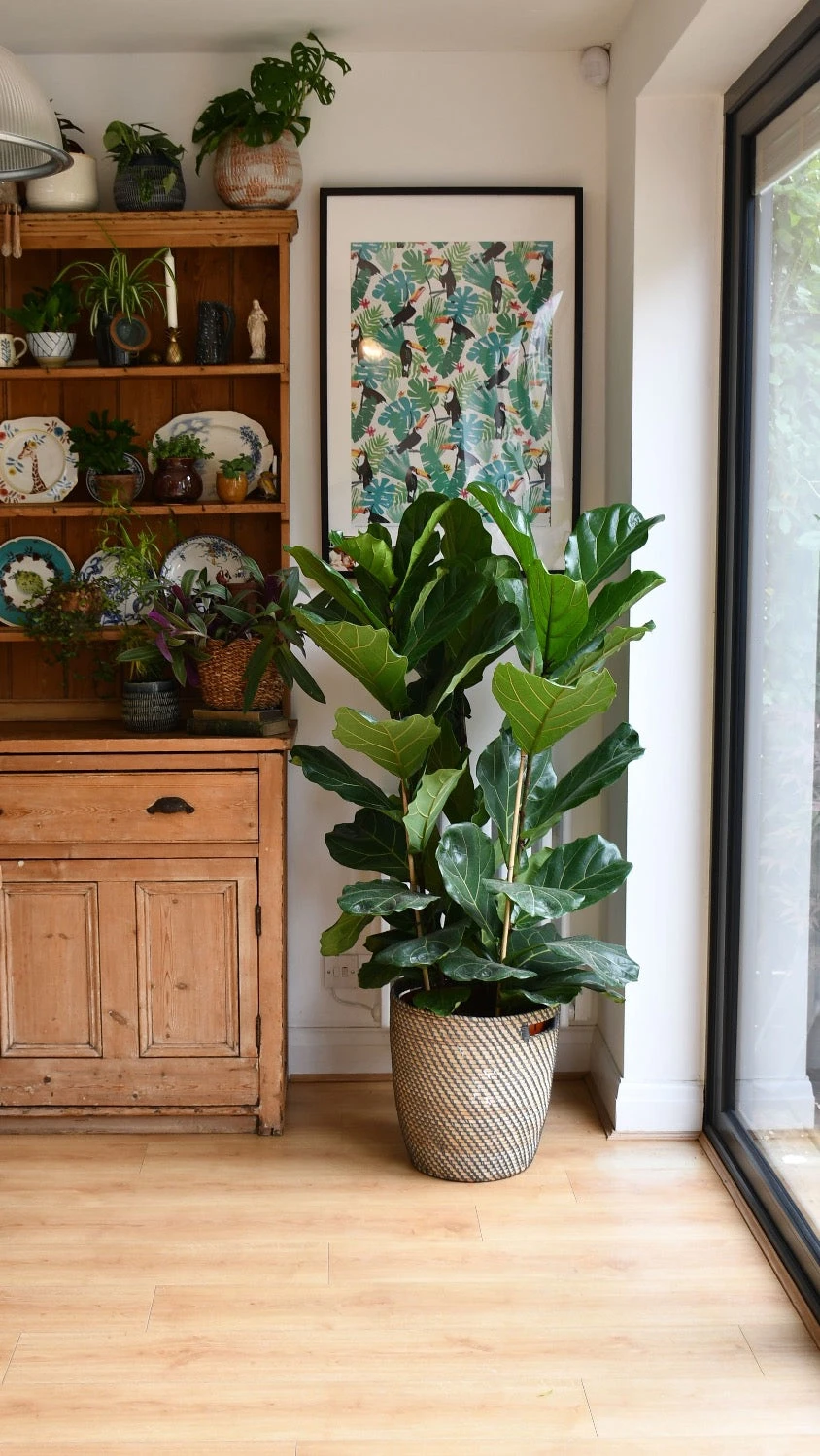 Fiddle Leaf Fig Tree (Ficus Lyrata With Three Stem) 1 Fiddle Leaf Fig Tree (Ficus Lyrata With Three Stem)