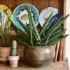 Sansevieria Cylindrica | Cylindrical Snake Plant