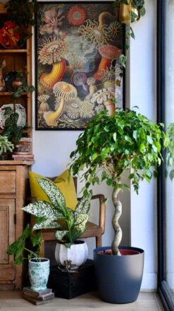 Ficus Exotica Spiral (Weeping Fig, Ficus Benjamina) 7 Ficus Exotica Spiral (Weeping Fig, Ficus Benjamina) -Verdant Haven Sales Store 98bb8d 85ff4808baf049239290e0e0e600ba9f mv2