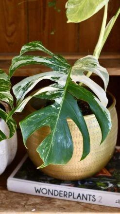 Variegated Monstera - Lots Of White Variegation 12cm X 40cm