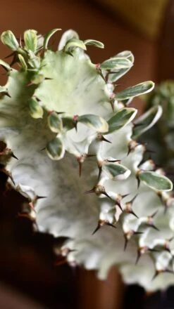 Euphorbia Erytrea Variegata -Verdant Haven Sales Store 98bb8d 86d3b08f268b45e383841eb02eeb1a3c mv2