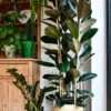 Rubber Plant Or Ficus Elastica, Robusta Abidjan