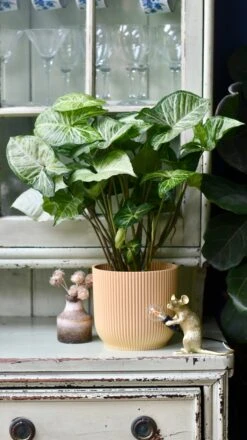 Syngonium White Butterfly And Vibes Pot -Verdant Haven Sales Store 98bb8d 87d5799443c74f74b24cead2e1dda5d4 mv2