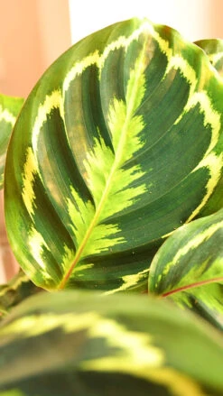 Calathea Veitchiana, Calathea Medallion, Prayer Plant -Verdant Haven Sales Store 98bb8d 8872cfafdf1144b48603a6cdf536495c mv2