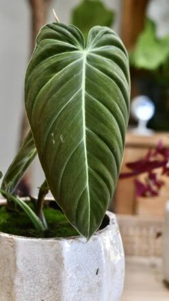 Philodendron Melanochrysum -Verdant Haven Sales Store 98bb8d 88ef607340d2466ca40479b3907eb8ad mv2