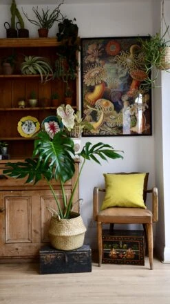 Medium Monstera Deliciosa (Elegant Stem Form) -Verdant Haven Sales Store 98bb8d 89324060fc034a35b40c6bbf16015801 mv2