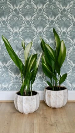 Aspidistra Elatior 'Asahi' (Lime Striped Cast Iron Plant) -Verdant Haven Sales Store 98bb8d 897d06b749c34d0c84c69fbbd1b75b98 mv2