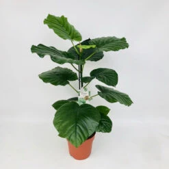 Ficus Umbellata -Verdant Haven Sales Store 98bb8d 89982f9fa61e48458c9d829014e05d74 mv2