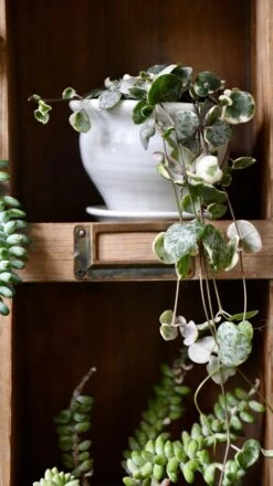 Variegated String Of Hearts | Ceropegia Woodii | Ceropegia Linearis Subsp. Woodii -Verdant Haven Sales Store 98bb8d 89d959ce1ec64454a7363ec528ce01bd mv2