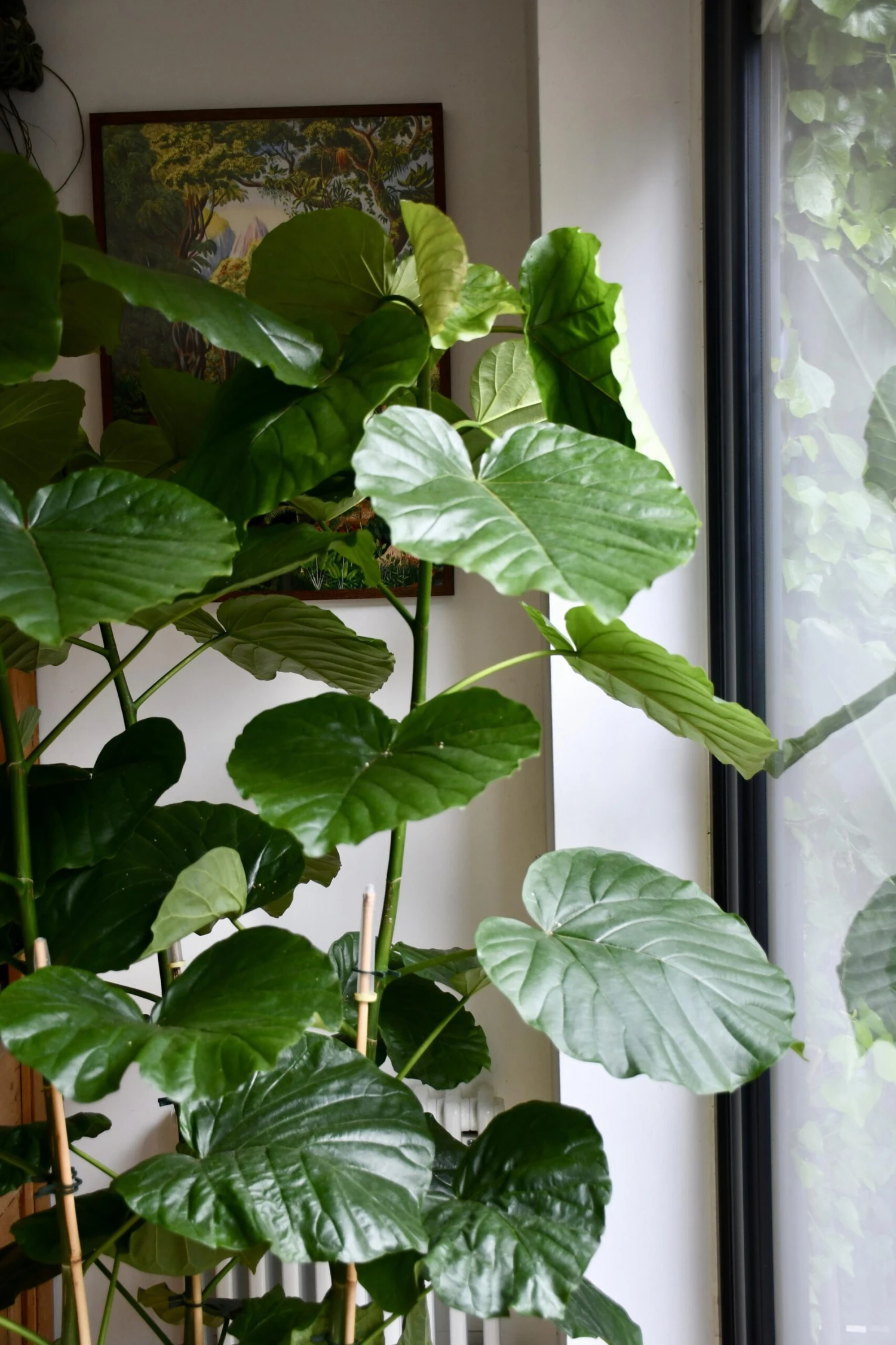 Extra Large Ficus Umbellata 2 Extra Large Ficus Umbellata - Image 2