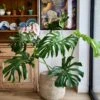 XXL Monstera Deliciosa - Elegant Stem Form