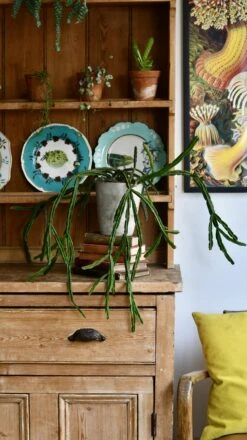 Rhipsalis Pentaptera *rare* -Verdant Haven Sales Store 98bb8d 8b1327ae39f34884b74b60fb335309ab mv2