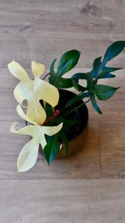 Philodendron Pedatum 'Florida Ghost' -Verdant Haven Sales Store 98bb8d 8b1a0968c7a94d73887ca865405e7fa0 mv2