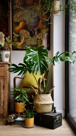 Medium Monstera Deliciosa (Elegant Stem Form) -Verdant Haven Sales Store 98bb8d 8bc64a7c608d4bb59d1ed04e30ab4b5a mv2