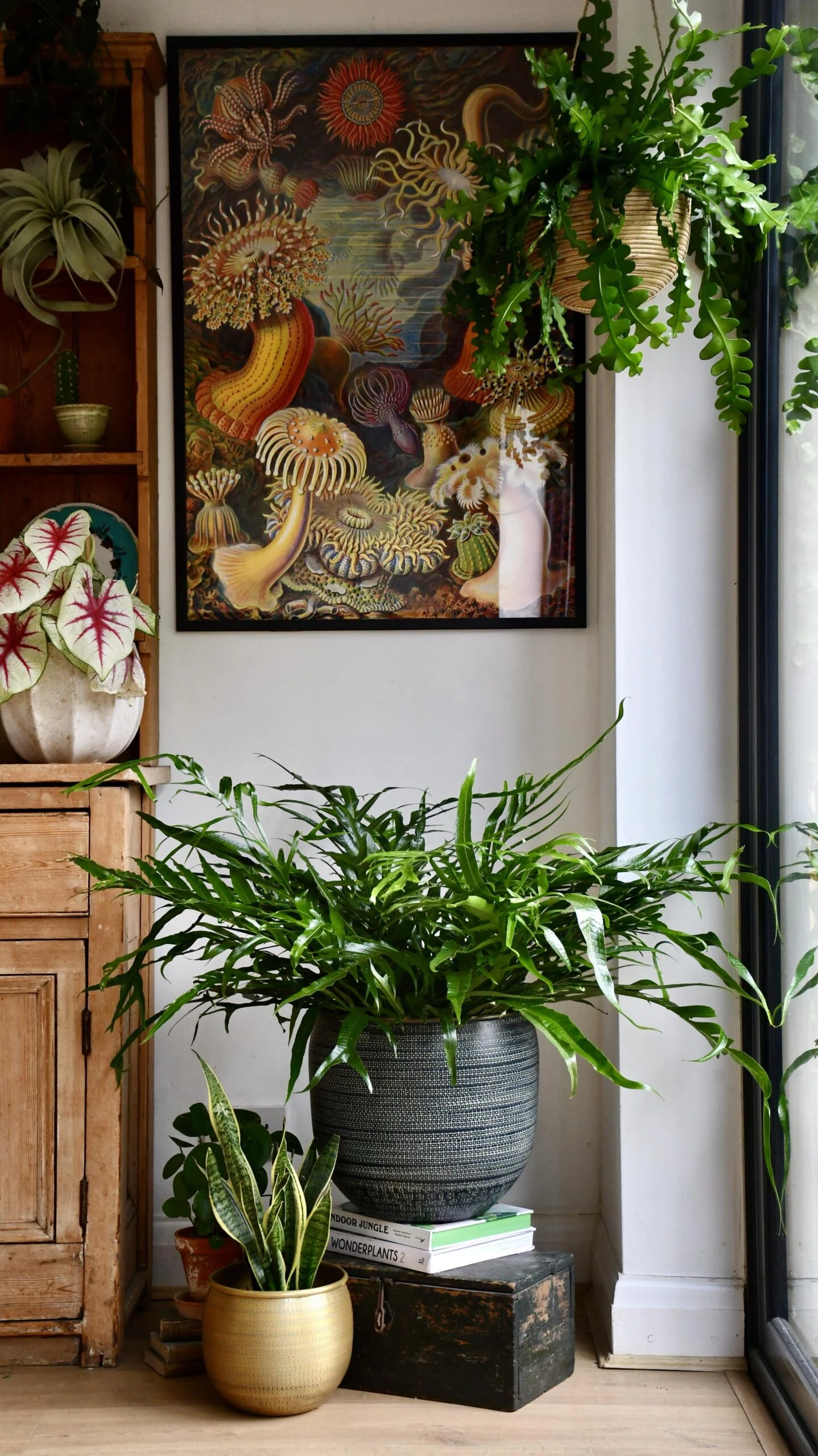 XL Aglomorpha Coronans - Snake Leaf Fern 1 XL Aglomorpha Coronans - Snake Leaf Fern