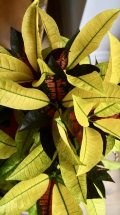 Codiaeum Variegatum 'Mrs Iceton’ -Verdant Haven Sales Store 98bb8d 8c34a0d678494a70826aa87e4adae798 mv2