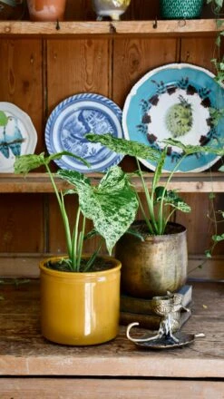 Syngonium Mottled | Mojito -Verdant Haven Sales Store 98bb8d 8cf8cac8736d40eeb131f1120675ba51 mv2