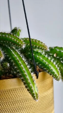 Selenicereus Validus -Verdant Haven Sales Store 98bb8d 8d14c49771ce49e58a6f60c42653c497 mv2