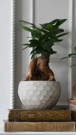 Ficus Retusa (Ginseng Bonsai Tree) -Verdant Haven Sales Store 98bb8d 8d60b6eff2b04b4094e9ed5d896e74f5 mv2