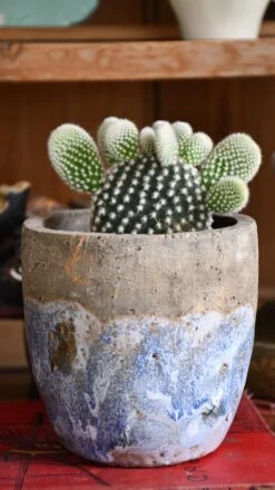 Opuntia Albispina 'Pretty' -Verdant Haven Sales Store 98bb8d 8dfef2726c044a2f9d4b203b314231d2 mv2