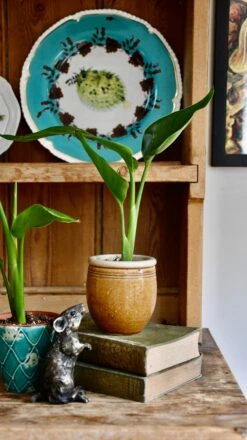 Baby Strelitza Nicolai (White Bird Of Paradise, Wild Banana, Giant Bird Of Paradise, Mexican Bird Of Paradise) -Verdant Haven Sales Store 98bb8d 8e7fea83f6d64f5e97010b4c262b98ce mv2