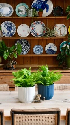 Small Blechnum Gibbum (Silver Lady) -Verdant Haven Sales Store 98bb8d 8f97e993b8da447faacdf0f965033bb5 mv2