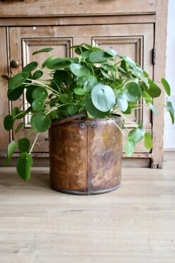 Pilea Peperomioides - Large