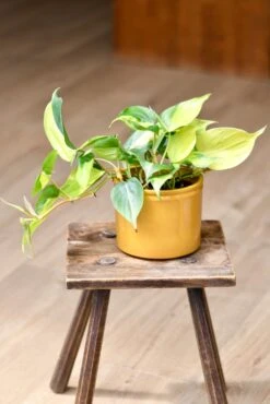 Philodendron Scandens Brasil 12cm Wide