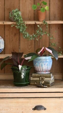 Pink Princess Philodendron 9cm Pot -Verdant Haven Sales Store 98bb8d 90ae43ac1c0d4f989776122ae0bddf65 mv2