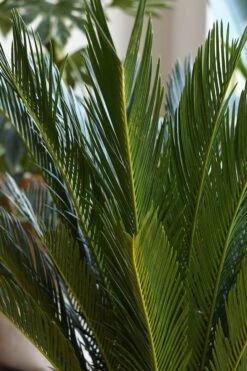 Cycas Revoluta - Sago Palm -Verdant Haven Sales Store 98bb8d 913e429d1caf4fcaa47bb61527eb7a33 mv2 d 2848 4272 s 4 2