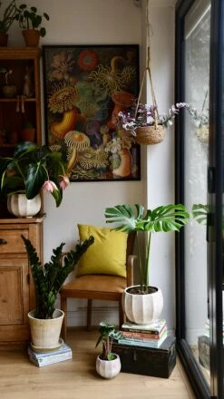 Small Monstera Deliciosa {Large Leaved Elegant Stem Form} -Verdant Haven Sales Store 98bb8d 920c478b6df54b698e5d79839b816798 mv2