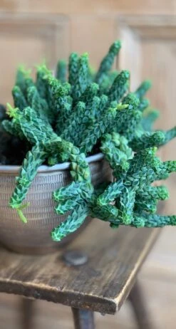 Peperomia Columella -Verdant Haven Sales Store 98bb8d 92631b19e3f541b190079778df3bfbb4 mv2