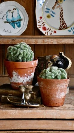 Mammillaria Tepelcactus -Verdant Haven Sales Store 98bb8d 9288e2af5812476ea4e332ae800df8eb mv2