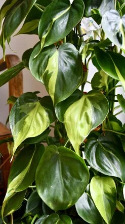 XL Philodendron Scandens Brasil -Verdant Haven Sales Store 98bb8d 934edf768b1242f7b6b0caff288ae34d mv2