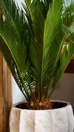 Cycas Revoluta - Sago Palm -Verdant Haven Sales Store 98bb8d 940b7312eba94c0483475004adffdcf4 mv2