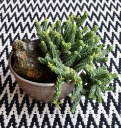 Peperomia Columella -Verdant Haven Sales Store 98bb8d 946df692cb2d4d7ab7c1816291acb25f mv2