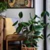 Rubber Plant (Ficus Elastica, Ficus Robusta)