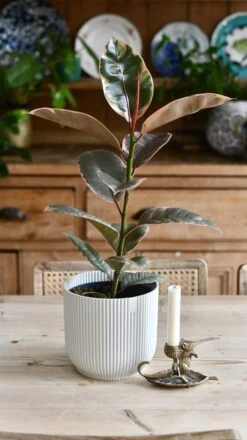 Ficus Elastica 'Belize' - Variegated Rubber Plant -Verdant Haven Sales Store 98bb8d 9492bc49cf7b47a7aabb748ee1ea6f9e mv2