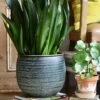 Sansevieria Trifasciata Black Dragon
