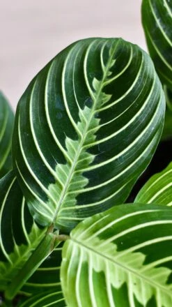 Maranta Leuconeura Marisela Lemon And Lime -Verdant Haven Sales Store 98bb8d 9567e555d94b434bbd230626274699de mv2