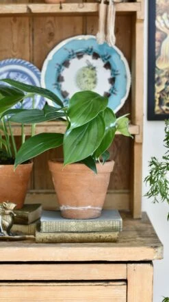 Epipremnum Pinnatum (Dragon Tail Plant) -Verdant Haven Sales Store 98bb8d 96132bc014cd42868793506bc5390d1d mv2