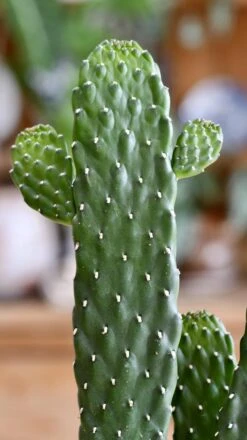 Opuntia Rubescens Console -Verdant Haven Sales Store 98bb8d 975e75e918a1441d860dab8bbcd3b7fb mv2