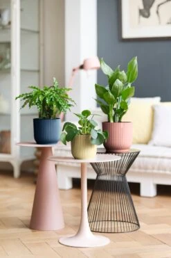 Aspidistra Elatior And Vibes Pot (Cast Iron Plant) -Verdant Haven Sales Store 98bb8d 98b16b909c2b4503897fe4a1e5331834 mv2