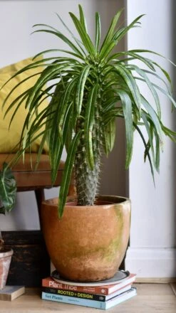 Pachypodium Lamerei -Verdant Haven Sales Store 98bb8d 993ca700ae6443ada4abadfcabd2b7f4 mv2