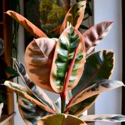 Ficus Elastica Belize - Variegated Rubber Tree -Verdant Haven Sales Store 98bb8d 998db0c1a2104ee6b4e193cd8ec2dfa6 mv2 d 2848 2848 s 4 2