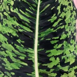 Dieffenbachia Reflector (Dumb Cane) 6 Dieffenbachia Reflector (Dumb Cane) -Verdant Haven Sales Store 98bb8d 99a568b89f794b5e8fd49de5f58689a4 mv2 d 3024 3024 s 4 2