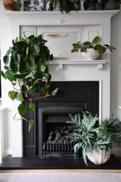 XL Phlebodium Aureum 'Blue Star Fern' -Verdant Haven Sales Store 98bb8d 9a401d828f0d4b13a0c5fb041a403be4 mv2 d 3712 5568 s 4 2