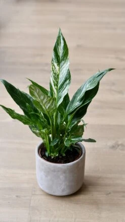 Variegated Spathiphyllum Diamond -Verdant Haven Sales Store 98bb8d 9b6ce4d51fb743c191746c83968e6af7 mv2