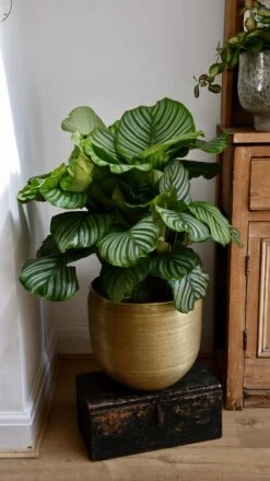 Large Calathea Orbifolia -Verdant Haven Sales Store 98bb8d 9bf1786f425c4603a54fc16ce0dec63a mv2