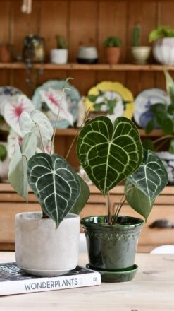 Anthurium Clarinervium (Giant Laceleaf Plant) 19 Anthurium Clarinervium (Giant Laceleaf Plant) -Verdant Haven Sales Store 98bb8d 9c1749e5c38144e9893ebca284832afc mv2